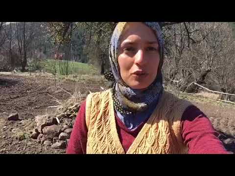 SOĞAN TOHUMU EKTİK ÇAY SOHBET soğan ekmemi beğenmediler