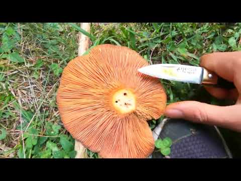 MANTAR TOPLAMA ZEHİRLİ ZEHİRSİZ MANTARLAR