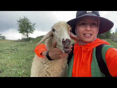 BU KOYUNU OTLATMAK ÇOK KOLAY YOUTUBE VERGİSİ ÖDÜYOR MUYUM
