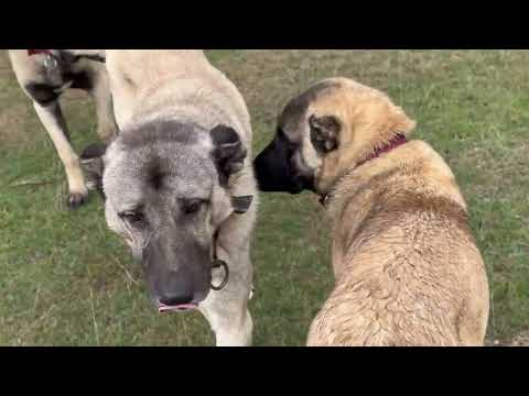 İLK KAR YAĞDI KÖPEKLER KAVGA ETTİLER KOYUNA TUZ
