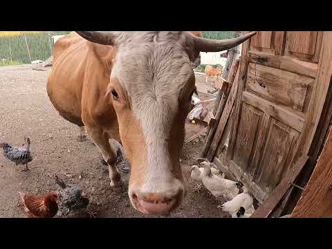 DAMIZLIK YENİ İNEK ALDIK ELLERİMLE YEM VERDİM TAVUKLARDA