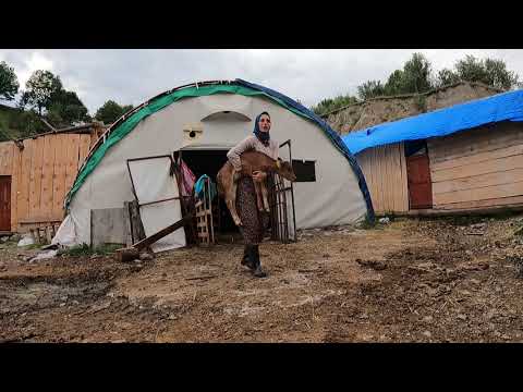 ÇADIR AHIRDA HAYVAN BAKIMI BU BUZAĞI ÇOK KÜÇÜK OĞLAKLARIN