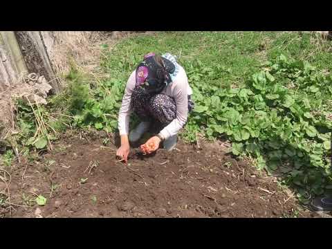 ATV İLE YAYLA YOLLARI SOĞAN EKTİK TEMİZ HAVA