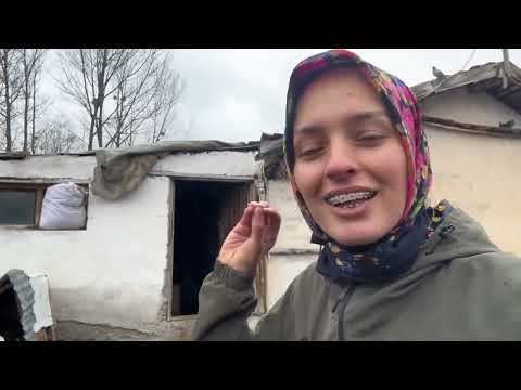 ARTIK İNEKLER ÖZGÜR ZORLU BUZAĞI DOĞUMU TAY BÜYÜYOR