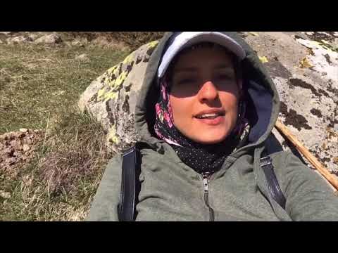 İNEKLERLE YAYLA YOLCUSU