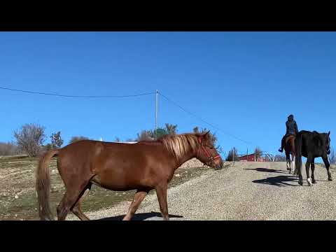 Arap atımı sattım veda