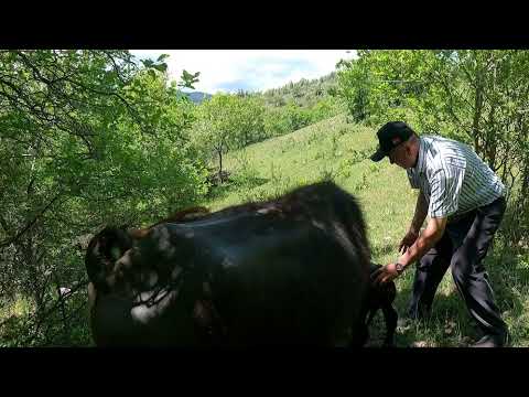 DAĞLARDA BULDUĞUM İKİNCİ KARA YAVRU MAKİNA İLE DOMBAY SAĞIMI