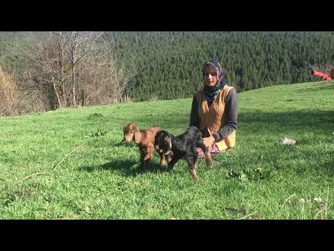OĞLAKLARIMLA TEMİZ HAVA acıkulak topladık