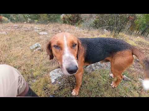 3 ÇOBAN 6 KÖPEK BU KOYUNU OTLATMAK ÇOK ZOR