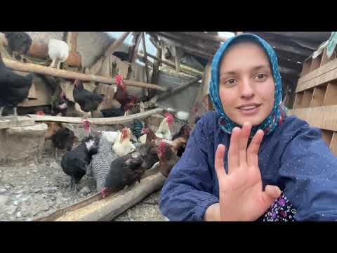 Akşam işlerim tavuk buzağı at bakımı