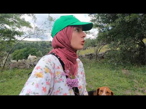 ÇOBANLIK YARIDA KALDI