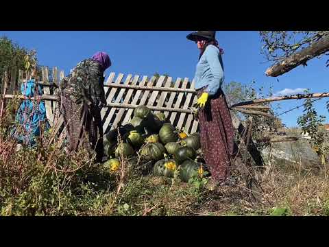 KABAKLARI TOPLADIK ÇEKİRDEKLİ VE MANTARLI SOBA BÖREĞİ