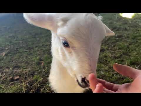 BABAMIN BANA SÜPRİZİ YENİ KOYUNLAR ALDIK