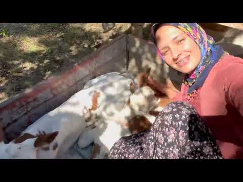 ISSIZ ORMANDA SİMENTAL İKİZ BUZAĞILAR DOĞMUŞ