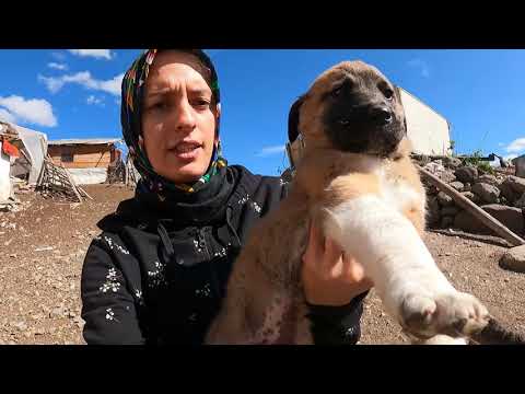 BENİMLE BERABER BÜYÜYECEK ÇİFTLİĞE İKİ TANE YAVRU ALDIK