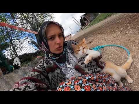 MAYISTA 10 DERECE BU GECE HER ŞEY DONAR HAYVANCILIĞIN PİS