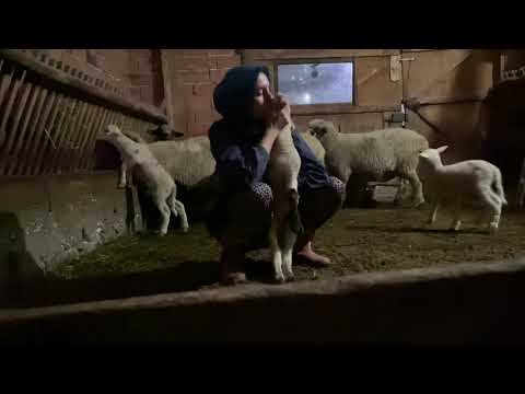 ANNE ALMAN KARABAŞI BABA UKRAYNA KOÇU