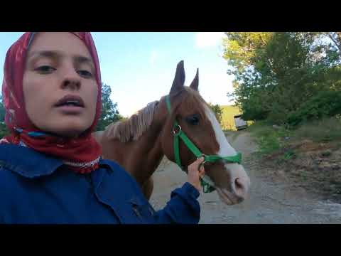 SERADAN İLK SEBZELERİ TOPLADIM 1 TONLUK PAŞA VE ATIN SON