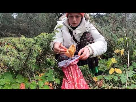 MANTAR TOPLAMA NE ÇOK ZEHİRLİ MANTAR VAR