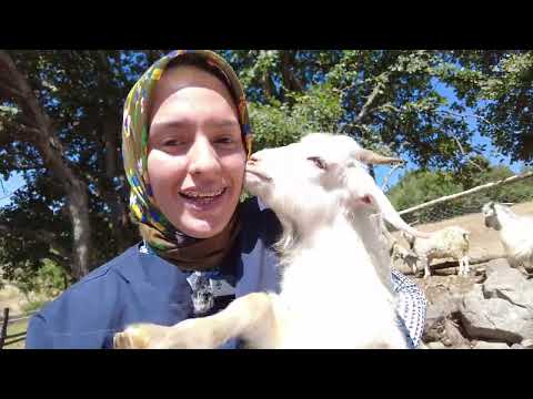DAMIZLIK KALİTELİ KEÇİLERİ SATTIK ÇOK ZOR DURUM