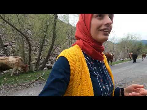 KUZULAR KESİME GİTTİ YERİNE DAMIZLIK KOYUNLAR GELDİ ARABAYI