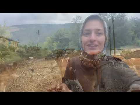 MAKİNE İLE İNEK DOMBAY SAĞIMI VLOG