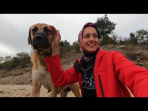 ÇOBAN YOK BEKLENEN VİDEO
