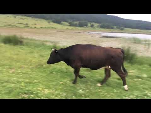 MERADAN AKŞAM İNEK TOPLAMA KURBANLIKLAR VE DAMIZLIK İNEKLER