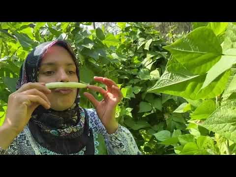 Eğlenceli günlük vlog fasulye topladık öğle yemeği yaylada