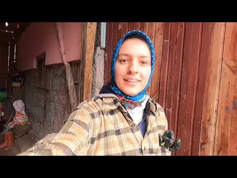 YENİ KURBANLIKLAR GELDİ PEMBE BURUNLU BUZAĞI