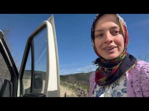 BÜYÜKBAŞLARI MERAYA ÇIKARDIK AKŞAM MENÜSÜ KÖYDE YAŞAM 4K
