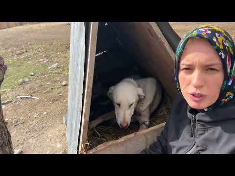 Köyde Yaşam Köpeğim Doğurdu Akşam Yemeği