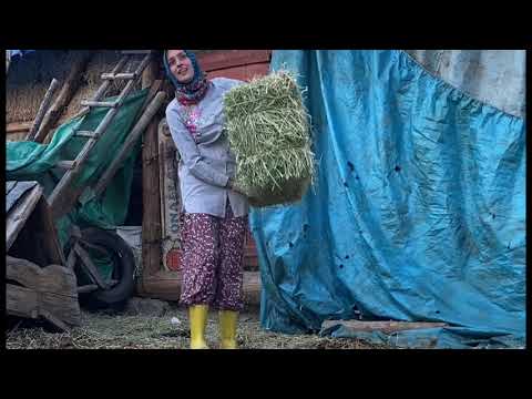 ÇADIR AHIRDA HAYVAN BAKIMI BAHÇEDEKİ KARPUZLARIM VE