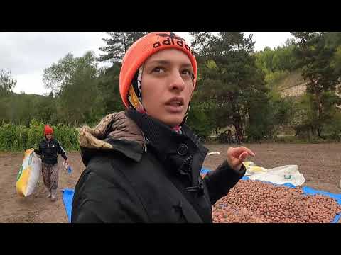 KIRMIZI PATATESLERİ AYIRDIK ANNEMİ FIRININ İÇİNDE GÖRÜNCE