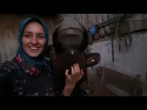 GÜNLÜK İŞLERİM İNEK SAĞIMI SÜTLERİ NASIL DEĞERLENDİRİYORUZ