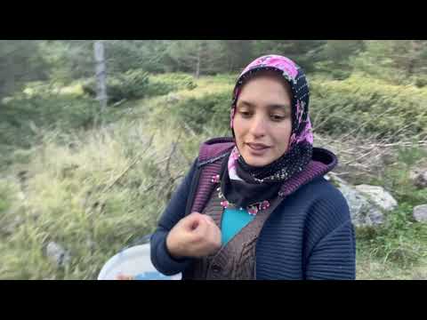 MANTAR KURDU NURGÜL hangi mantarlar zehirli olmaz