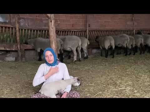 ALMAN KARABAŞLARIMIZ VE ROMANOV KOYUNLARIMIZ NE DURUMDA