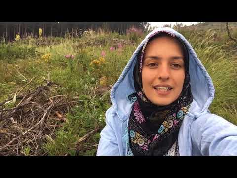 DAĞ ÇİLEĞİ TOPLADIK VE ÇOK BEĞENECEĞİNİZ HAFİF BİR CİZKEK