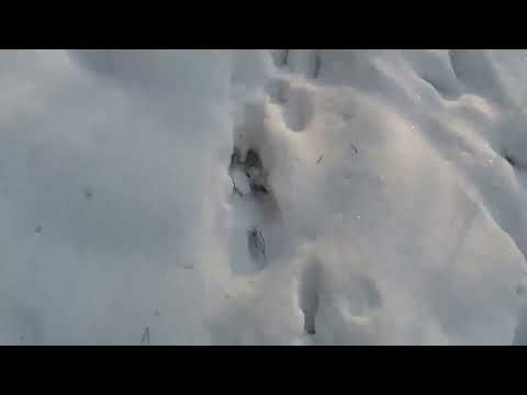 на куницу капканами приманки первый дуплет trapping