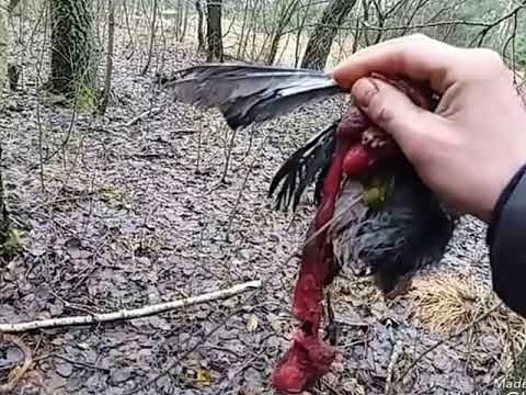 на куницу капканами выбор места вторая проверка