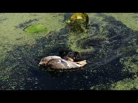 Охота на утку с ягдтерьером осенью Duck hunting with a yagd