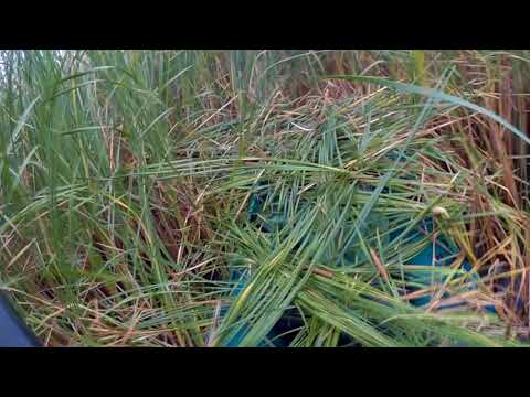 Утрянка с чучелами ОХОТА НА УТКУ duck hunting 2018