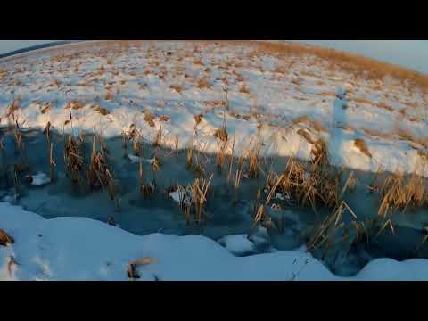 Не мой день Охота на зайца 2018