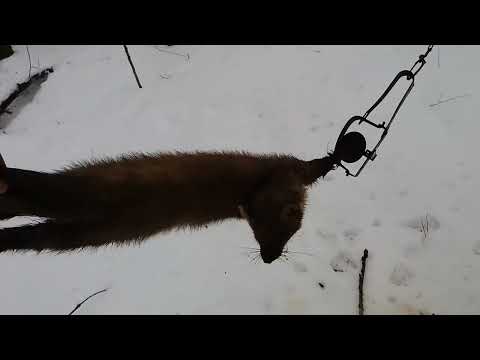 трофей на закрытие охота на куницу trapping