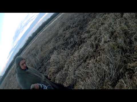 ОХОТА НА ГУСЯ ВЕСНА 2019 двоих одним выстрелом