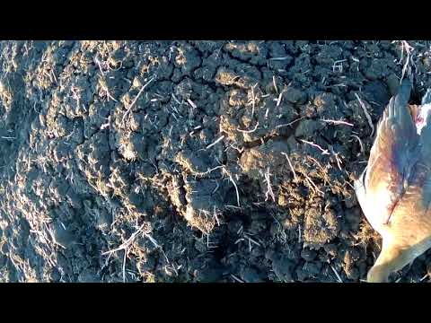 Массовый пролет гуся ОХОТА НА ГУСЯ 03 04 2018