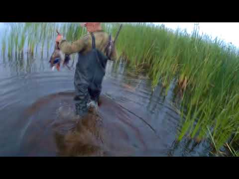 Упал в воду Мокрая ОХОТА НА УТКУ duck hunting 10 09 2018