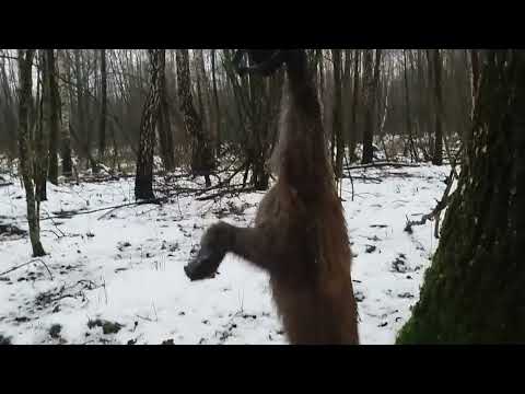 проверка капканов удача 1 2 неудача охота на куницу trapping