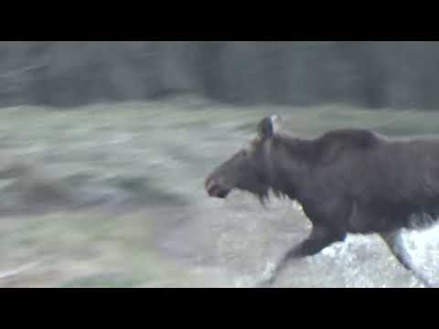 ОХОТА НА ЛОСЯ КОСУЛЮ И КАБАНА ТЕ САМЫЕ МОМЕНТЫ