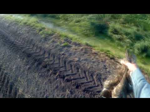 Супер ОХОТА НА УТКУ в жару с подхода duck hunting 2018